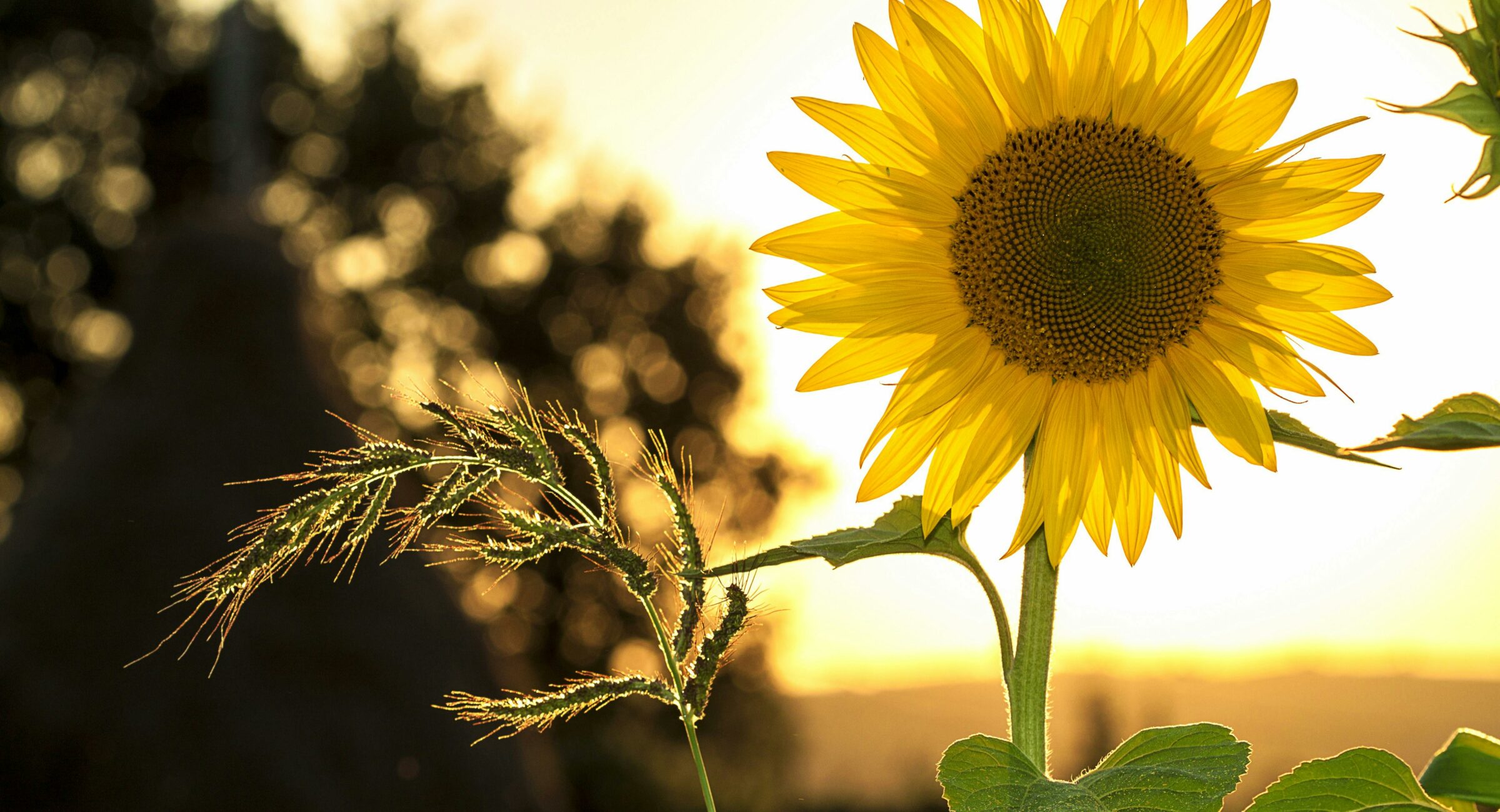 Vibrant sunflower backlit by the warm glow of a sunset, capturing summer essence.
