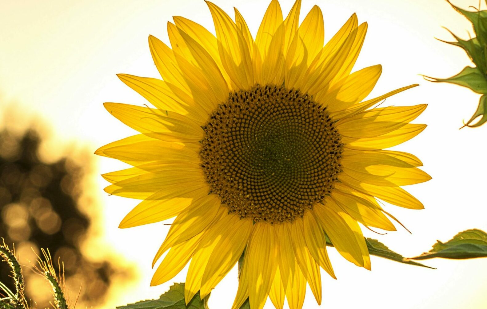 Vibrant sunflower backlit by the warm glow of a sunset, capturing summer essence.